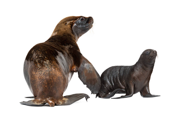 Two months old Pup and its mother South American sea lion, Otaria byronia, isolated on white - 写真・画像