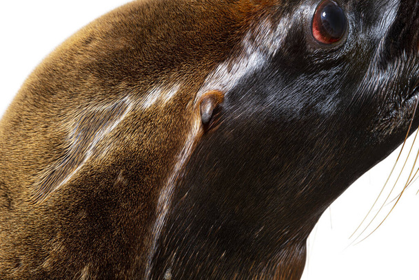 Head shot on South American sea lion eyes and ears, Otaria byronia, isolated on white@ - Zdjęcie, obraz