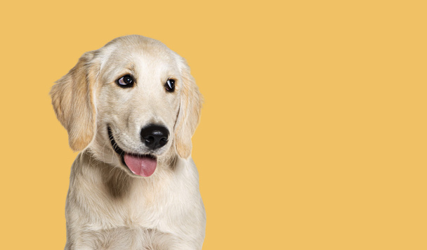 Счастливый щенок золотистый ретривер, смотрящий в сторону, четырехмесячный, на желтом фоне - Фото, изображение