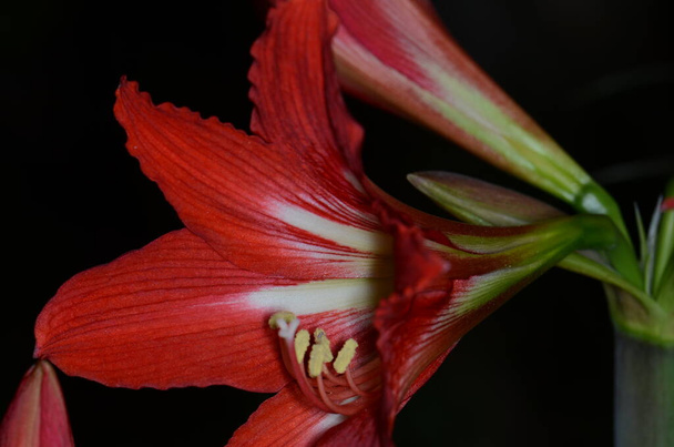 The Attraction of the Amazing Amaryllis - Foto, immagini