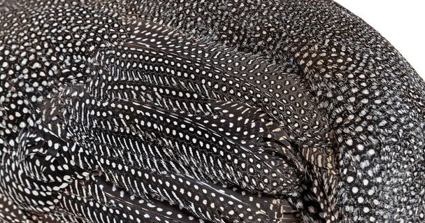 Close-up on Black and white  spotted Helmeted guineafowl feathers, Numida meleagris, isolated on white - Foto, Imagem