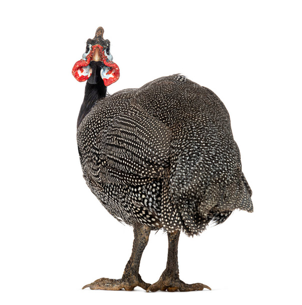 Rear view of a Helmeted guineafowl looking back at the camera, Numida meleagris, isolated on white - Zdjęcie, obraz