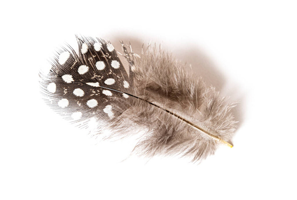 Black and white Spotted feather of a Helmeted guineafowl, Numida meleagris, isolated on white - Foto, Imagem
