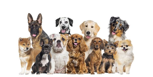 Group of dogs of different sizes and breeds looking at the camera, some cute, panting or happy, in a row, isolated on white - Photo, image