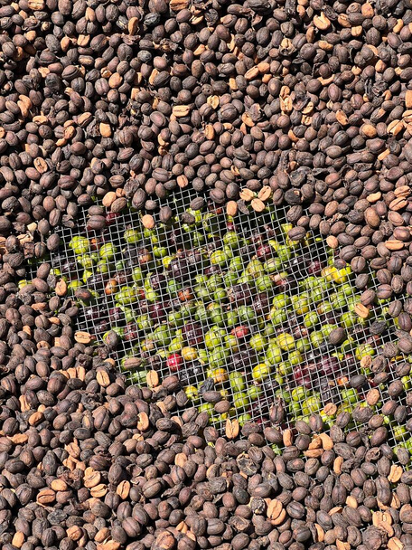 Ethiopian red and green coffee cherries lying to dry in the sun. This process is the natural process. Bona Zuria, Ethiopia - Foto, Bild