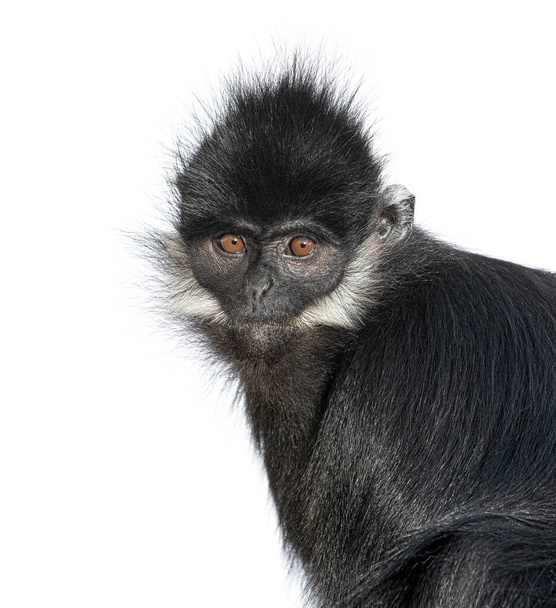 head shot of a Franois langur, Trachypithecus francoisi, primate, isolated on white - Photo, Image
