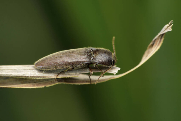 Click beetle, Gambrinus species, Satara, Maharashtra,  India - Foto, immagini