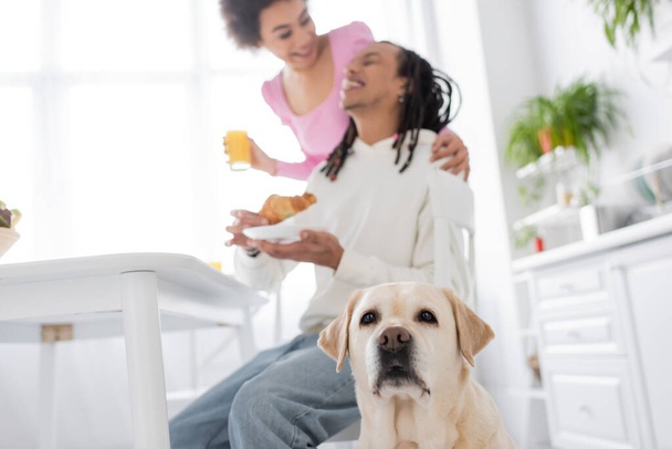 Labrador looking away near blurred african american couple in kitchen  - Foto, imagen
