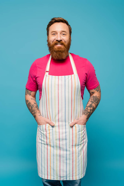 pleased bearded man in magenta t-shirt posing with hands in pockets of striped apron isolated on blue - 写真・画像
