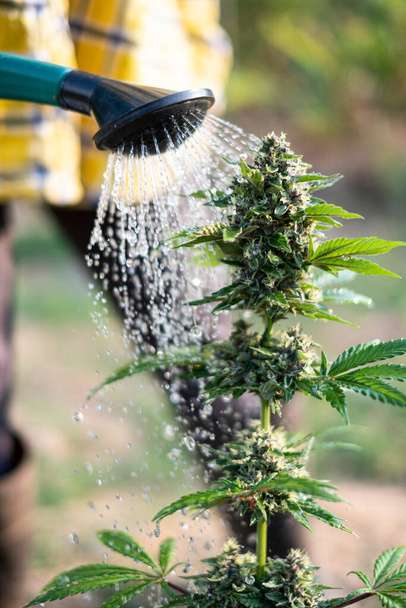 Farmer watering cannabis tree garden with water can - Foto, afbeelding