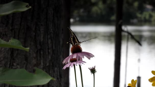 Enorme mariposa cola de golondrina bebiendo néctar de una flor de cono morado junto a un lago y luego volando. - Metraje, vídeo