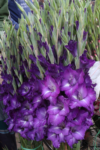 violet colored gladioluses flower on shop for sell are cash crops - Zdjęcie, obraz
