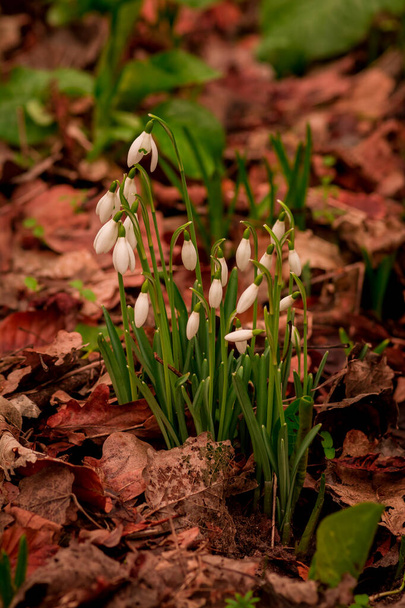  Snowdrop or Galanthus nivalis bulbs in the winter season. - Foto, immagini
