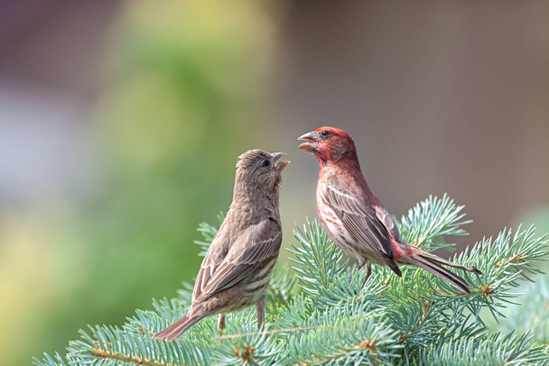 Two house finches on a blue spruce pine tree feeding one another. - Fotografie, Obrázek