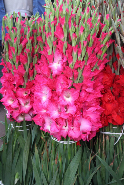 pink colored gladioluses flower on shop for sell are cash crops - Zdjęcie, obraz