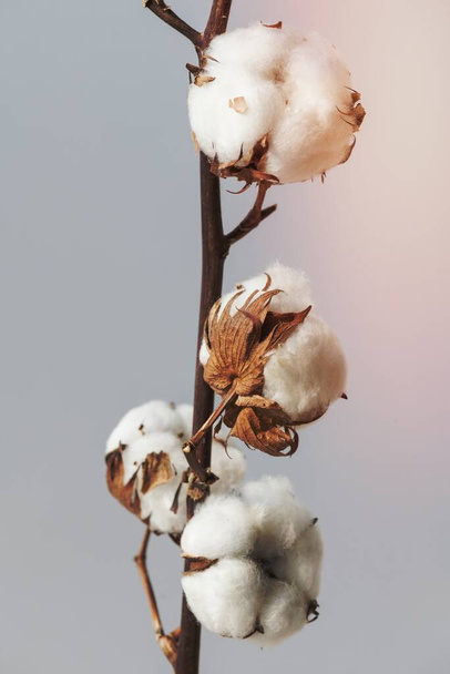 青地に綿の花の枝 - 写真・画像
