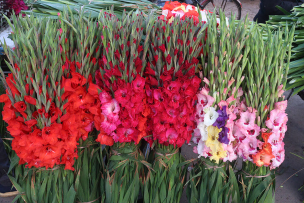 multiple colored gladioluses flower on shop for sell are cash crops - Zdjęcie, obraz