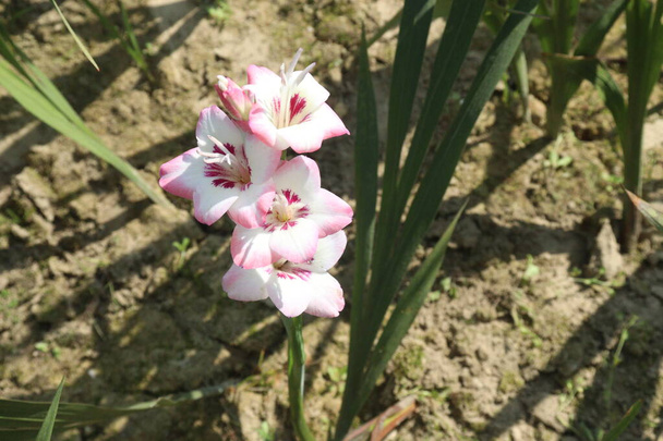 white colored gladioluses flower on farm for harvest are cash crops - Zdjęcie, obraz