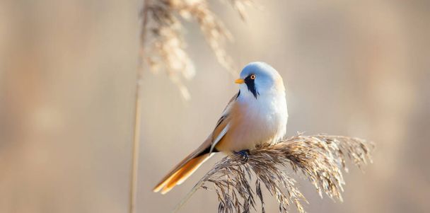 Beautiful nature scene with Bearded Parrotbill Panurus, the best photo. - Photo, Image