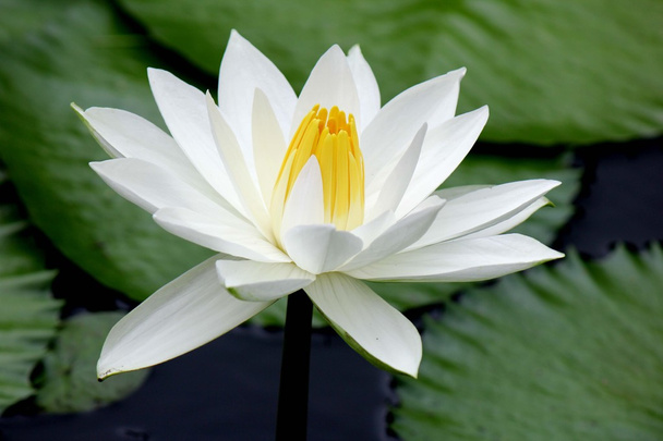 White Lotus - Photo, Image