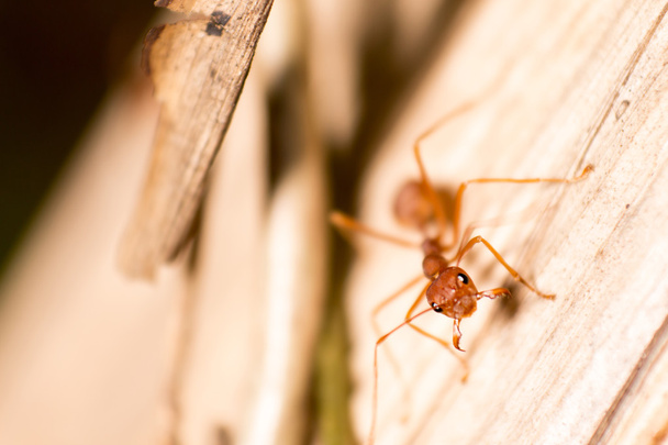 Close-up macro ant in de natuur - Foto, afbeelding