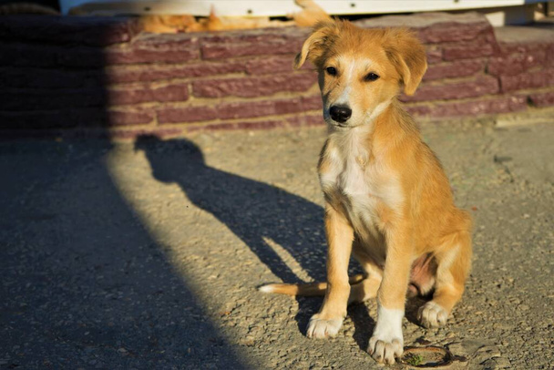 Young ginger dog sitting on the sunny road with deep shadow, puppy street portrait. - Photo, Image