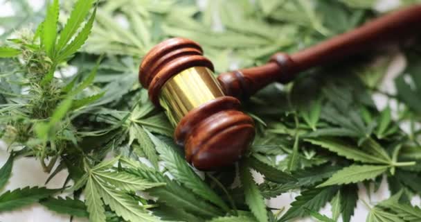 Marijuana leaves and judge gavel and marijuana legalization concept. Medical cannabis - Imágenes, Vídeo