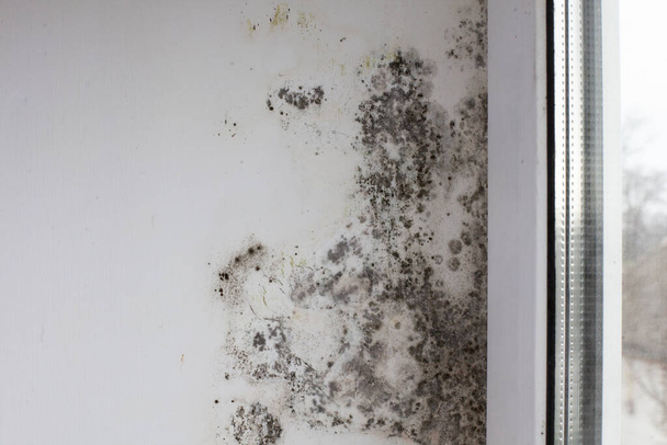 Mold on the slopes near the window made of metal-plastic construction. Fungus on the white surface of the wall in the house - Foto, immagini