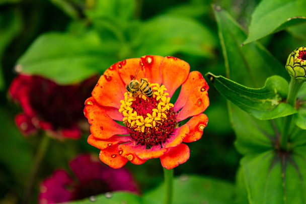 Uma flor cor de laranja com manchas causadas por fungos, com uma abelha andando em sua superfície. Doença das flores. - Foto, Imagem