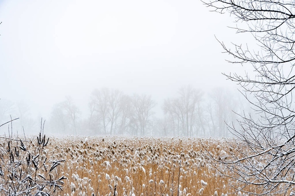 Winter landscape. Morning in the swamp. Fog and reeds. - Valokuva, kuva