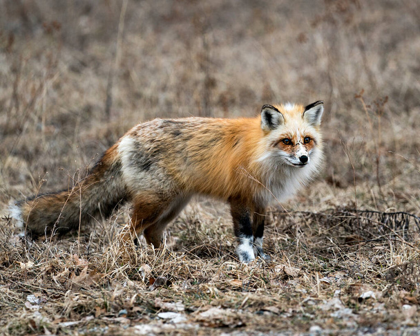 Červená unikátní fox close-up profil pohled na kameru v jarní sezóně ve svém prostředí a prostředí s rozmazaným pozadím. Fox Image. Fotka. Portrét. Fotka. Unikátní liška. - Fotografie, Obrázek
