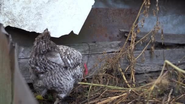 Spotted chicken digs in a compost heap close-up. High quality FullHD footage - Footage, Video