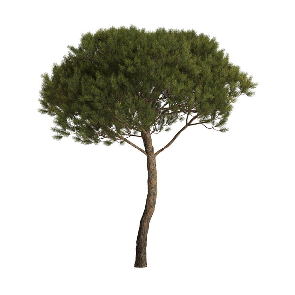3d illustration of pinus pinea tree isolated on white background - Photo, Image