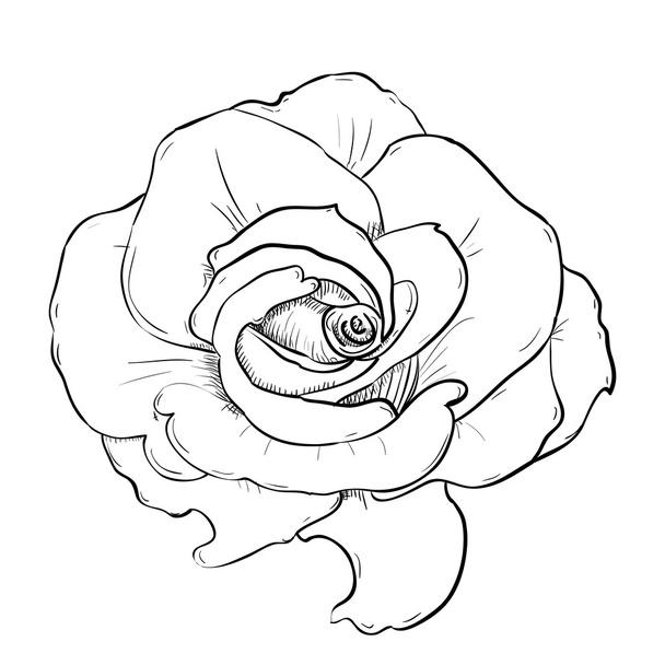 Outline  sketch of flower - Vector, Image