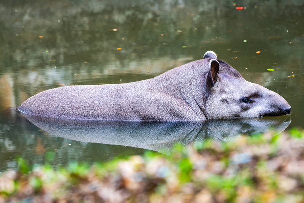Brazilian Tapir in the water, Thailand. - Foto, Imagen