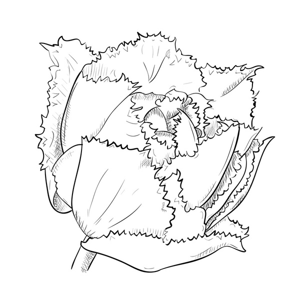 Outline sketch of flower - Vector, afbeelding