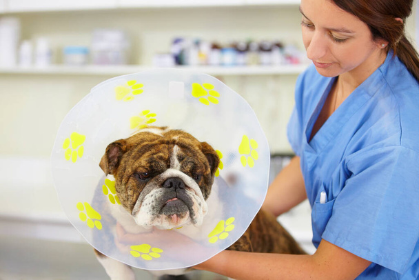 Die Hölle muss es ein paar Wochen lang aushalten... ein Tierarzt befestigt einen Kegel am Hals einer großen Bulldogge - Foto, Bild