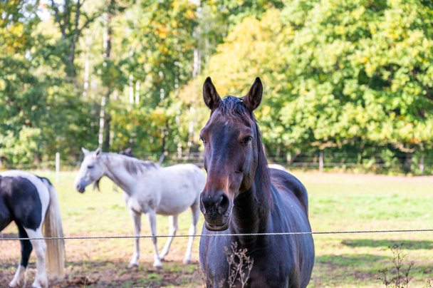 Коричневий кінь дивиться на камеру, інші коні на задньому плані на лузі влітку. - Фото, зображення