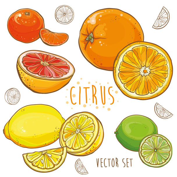Vector set with citrus fruits - Vector, Image