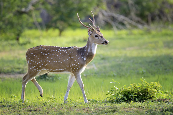 Wild Spotted deer - Photo, Image