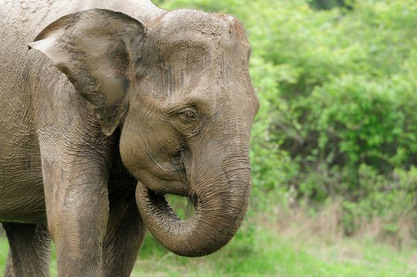 elefántok - Fotó, kép
