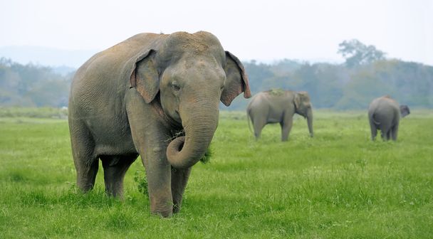 słonie - Zdjęcie, obraz