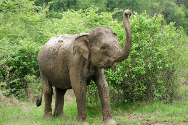 elefantes - Foto, Imagen