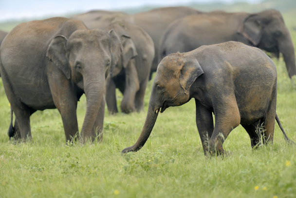 sloni - Fotografie, Obrázek