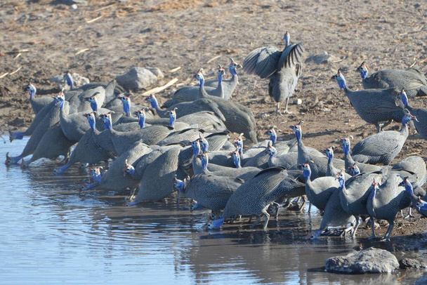 A group of helmeted guinefowls is takin a drink at a waterhole - Foto, Imagem