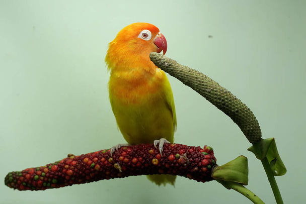 Любовник сидит в цветке антуриума. Эта птица, которая используется как символ истинной любви, имеет научное название Agapornis fischeri. - Фото, изображение