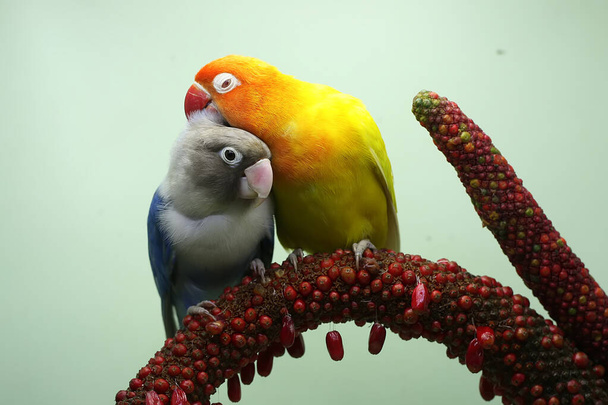 Пара влюблённых пташек сидят на плоте цветка антуриума. Эта птица, которая используется как символ истинной любви, имеет научное название Agapornis fischeri. - Фото, изображение