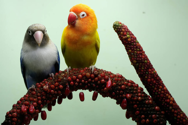 A pair of lovebirds are perched on the weft of the anthurium flower. This bird which is used as a symbol of true love has the scientific name Agapornis fischeri. - Photo, Image