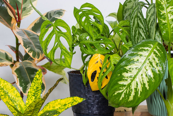 Monstera adansonii, ficus et autres plantes tropicales, plante d'intérieur toujours verte, lumière du soleil et couleurs vertes - Photo, image