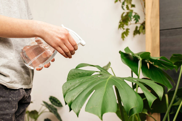 Close-up of a girls hands spraying houseplants with a spray bottle. Plant care. Hobby for home. - Photo, Image